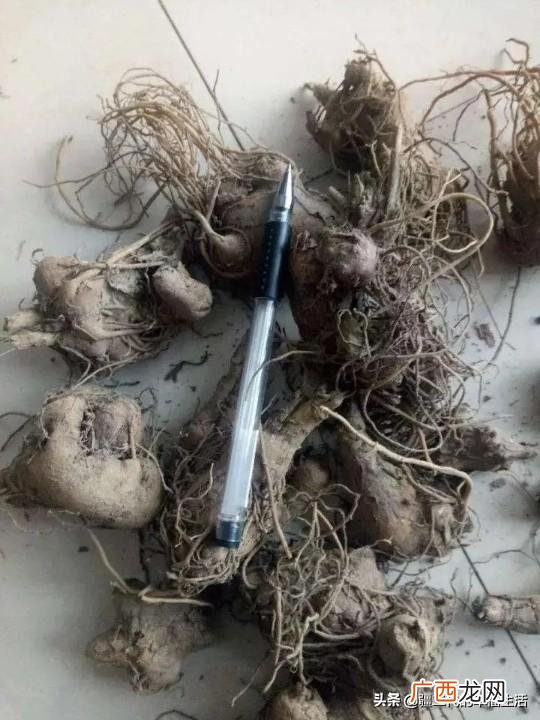六月份能种什么农作物 六七月份适合种植的药材