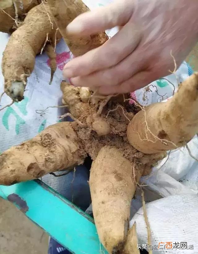 六月份能种什么农作物 六七月份适合种植的药材