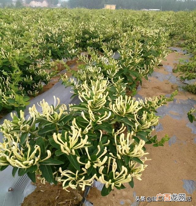 六月份能种什么农作物 六七月份适合种植的药材