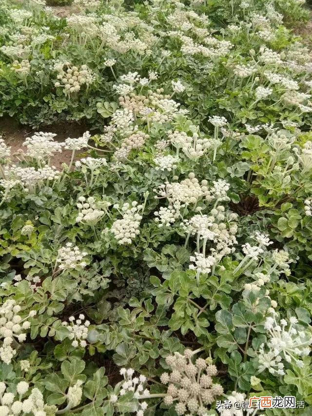六月份能种什么农作物 六七月份适合种植的药材