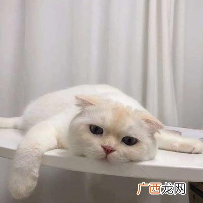 公猫霸气高贵的名字,100个招财好名字猫