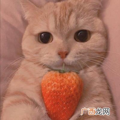 公猫霸气高贵的名字,100个招财好名字猫