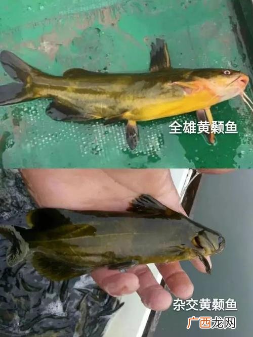 全骨鱼类 养殖?S骨鱼