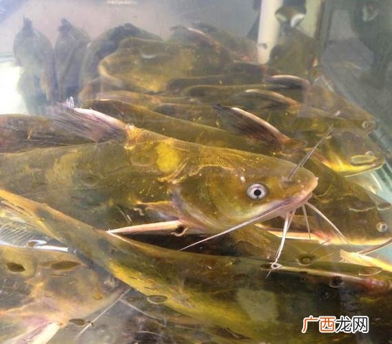 全骨鱼类 养殖?S骨鱼