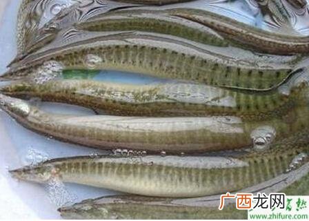 野生泥鳅养殖技术 养殖泥鳅的人工繁殖
