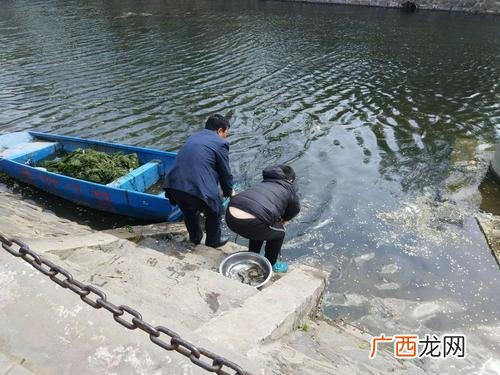 野生泥鳅养殖技术 养殖泥鳅有回收的吗