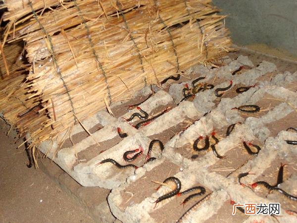 养蜈蚣 养殖蜈蚣需要多少成本