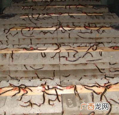 蜈蚣的养殖的血泪史 养殖蜈蚣需要那些工具