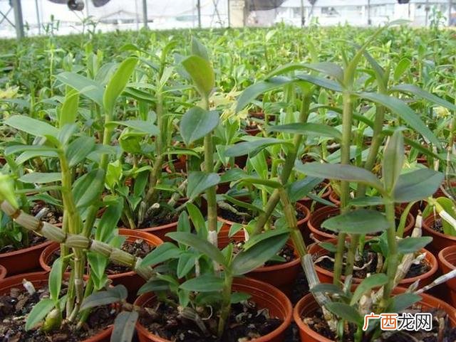 适合养生店里养的花,养生馆适合养什么植物