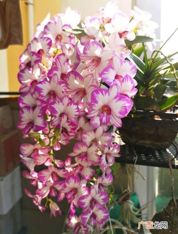 适合养生店里养的花,养生馆适合养什么植物