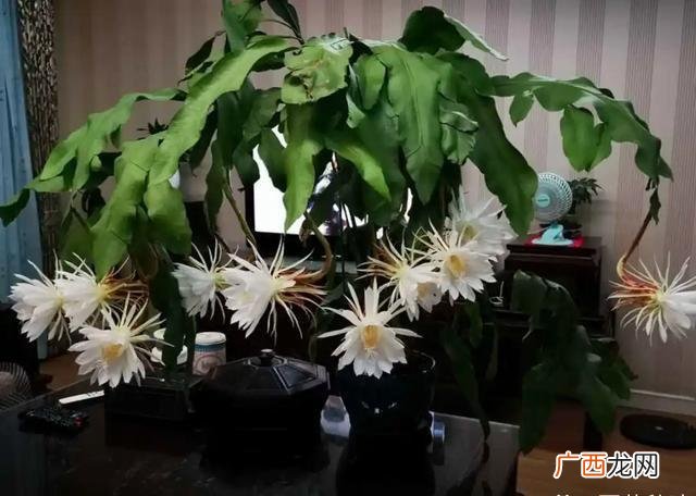 适合养生店里养的花,养生馆适合养什么植物