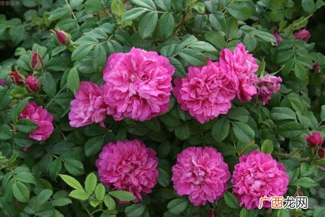 适合养生店里养的花,养生馆适合养什么植物