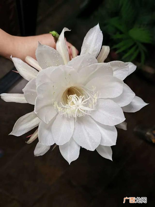 适合养生店里养的花,养生馆适合养什么植物