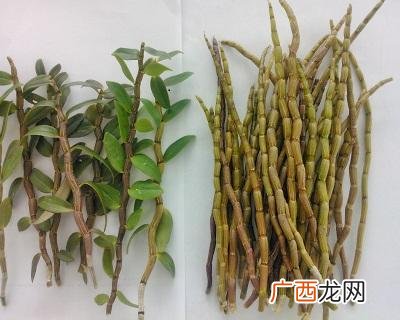 适合养生店里养的花,养生馆适合养什么植物