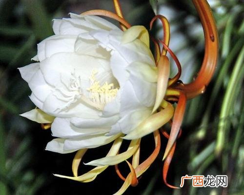 适合养生店里养的花,养生馆适合养什么植物