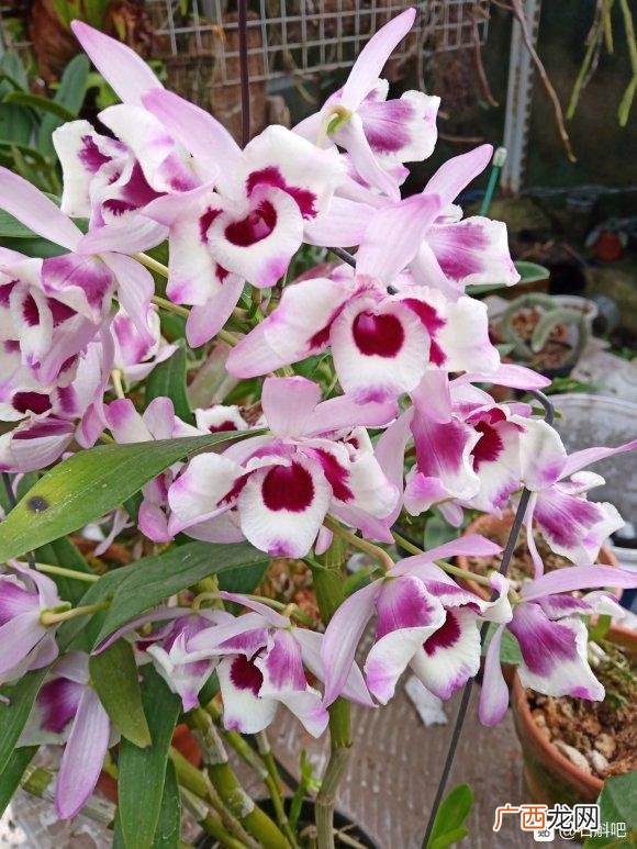 适合养生店里养的花,养生馆适合养什么植物
