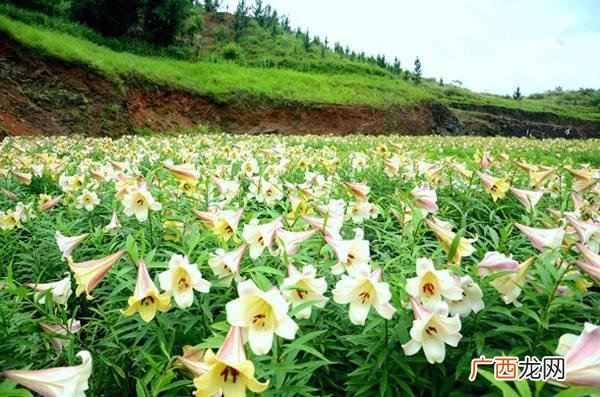 适合养生店里养的花,养生馆适合养什么植物