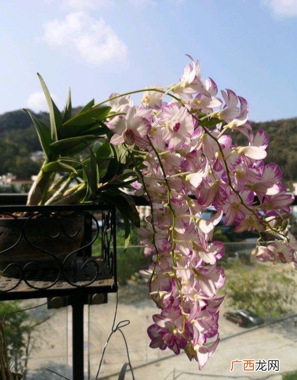 适合养生店里养的花,养生馆适合养什么植物