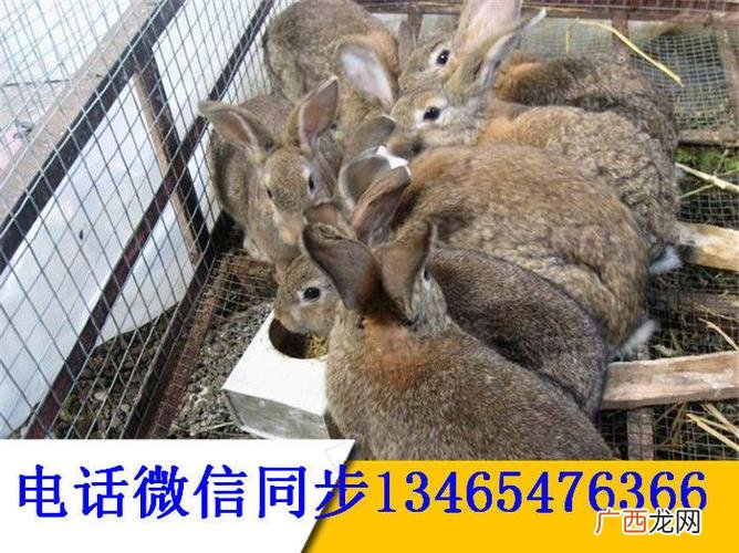 养殖场需要办什么证件 养殖野兔需要办什么