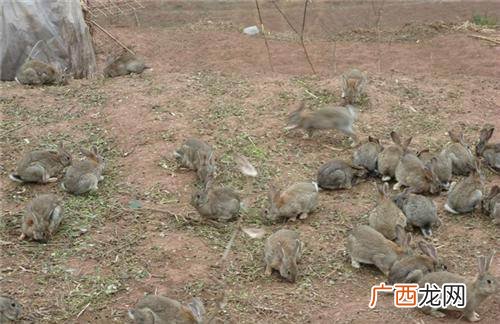 养殖场需要办什么证件 养殖野兔需要办什么