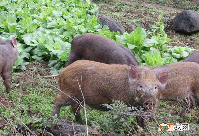 养猪场地址选在什么位置最好 养殖野猪怎样选址