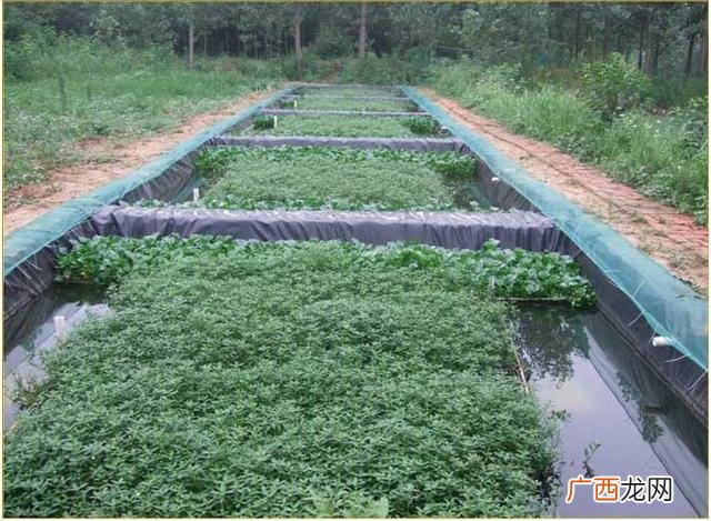 鱼塘养鱼技术指导 养殖鱼塘技术