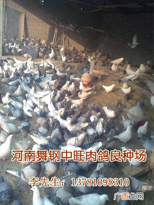 怎样在白天捉野鸽子 野鸽子养殖基地