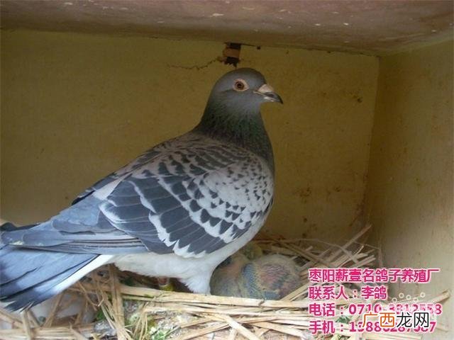 怎样在白天捉野鸽子 野鸽子养殖基地