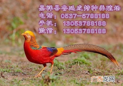 白腹锦鸡养殖 野生红腹锦鸡养殖技术