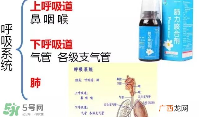 肺力咳合剂孕妇能喝吗_哺乳期能喝吗
