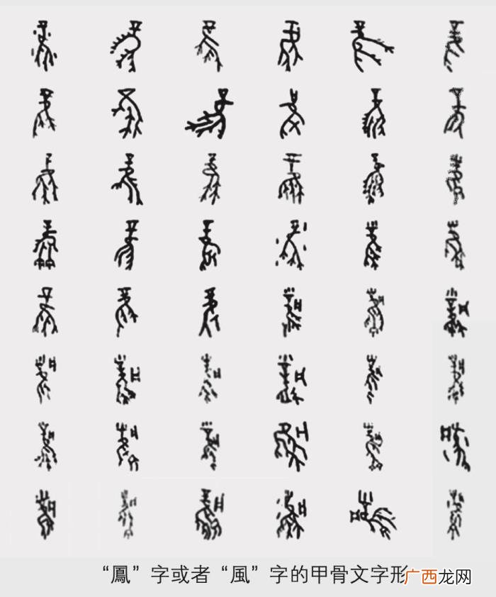 上古神兽凤凰涅槃重生 世界上最后一只凤凰