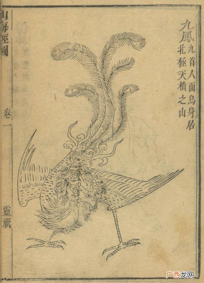 上古神兽凤凰涅槃重生 世界上最后一只凤凰