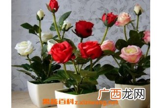 月季花的养殖方法与注意事项