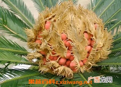 铁树果的作用与功效
