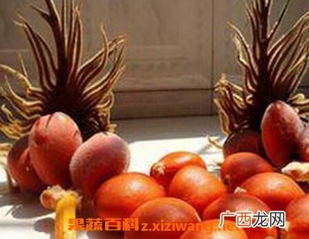 铁树果的作用与功效