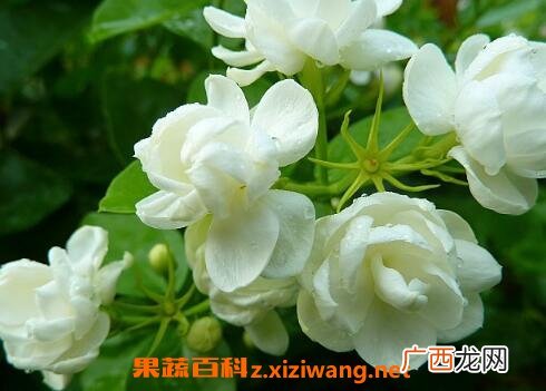 茉莉花的养殖方法与注意事项