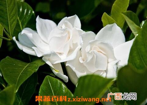 栀子花的养殖方法和技巧