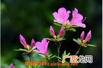 杜鹃花的养殖方法及注意事项