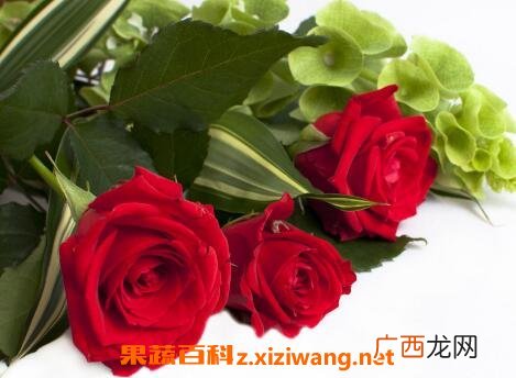 无根玫瑰花杆怎么种活 无根玫瑰花的养殖方法