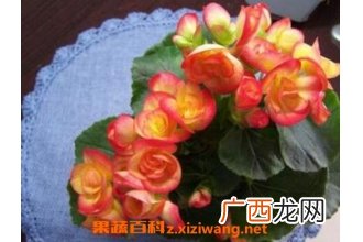 海棠花的养殖方法与注意事项