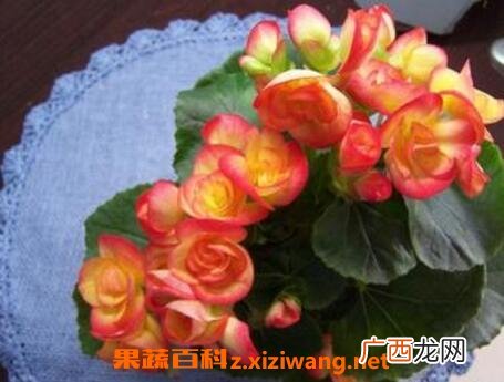 海棠花的养殖方法与注意事项