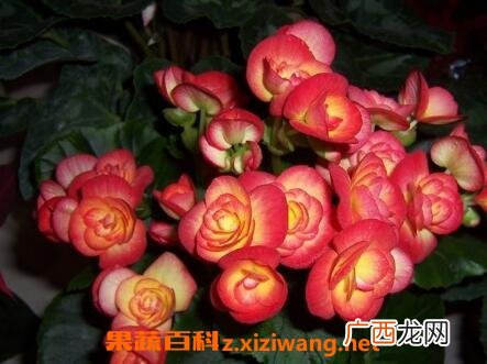海棠花的养殖方法与注意事项