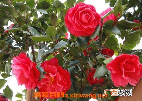 山茶花的养殖方法和注意事项