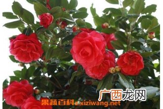 山茶花的养殖方法和注意事项