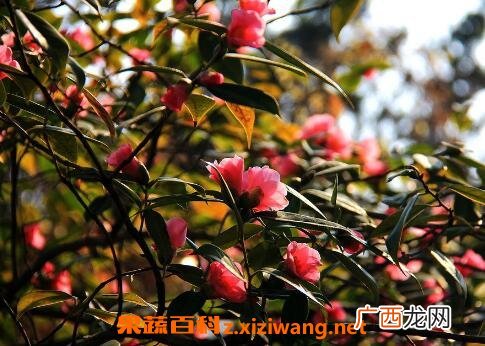茶花的养殖方法与注意事项