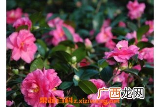 茶花的养殖方法与注意事项