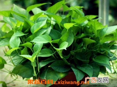 绿萝叶子发黄怎么办 绿萝叶子发黄的原因