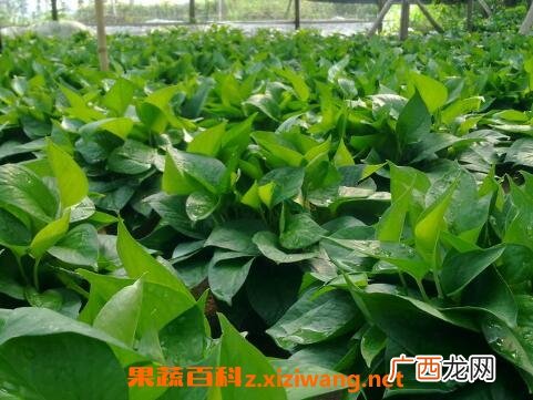 绿萝叶子发黄怎么办 绿萝叶子发黄的原因