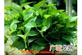 绿萝叶子发黄怎么办 绿萝叶子发黄的原因