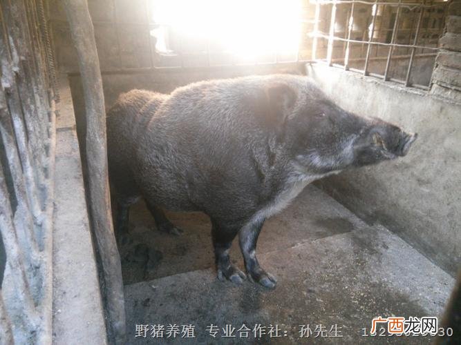 野猪养殖技术视频 野猪养殖培训